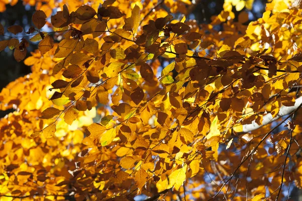 Folhas coloridas no outono — Fotografia de Stock