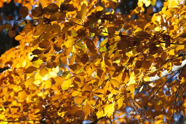 秋の紅葉 — ストック写真