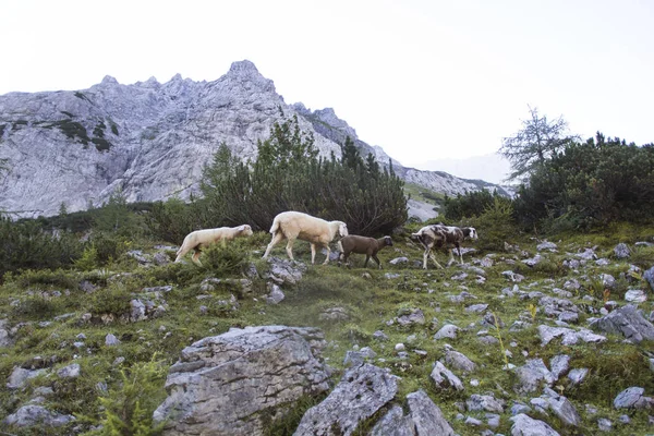 Stado owiec na jeziorze górskim Seebensee, Alpy Austriackie — Zdjęcie stockowe