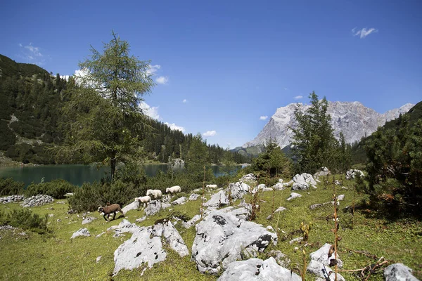 Manada de ovejas en el lago de montaña Seebensee, Alpes austríacos — Foto de Stock