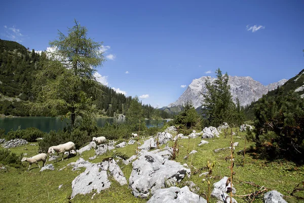 Csorda juhok Seebensee, osztrák Alpokban — Stock Fotó