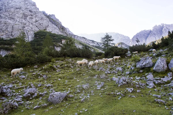 Rebanho de ovelhas no lago de montanha Seebensee, Alpes austríacos Imagem De Stock