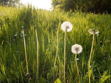 hekDandelions bir çayır üzerinde
