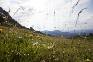 bavaria, Almanya için Alpin çayır