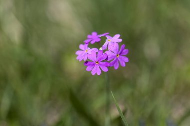 Çayırda kırmızı karanfil (Silene dioica)