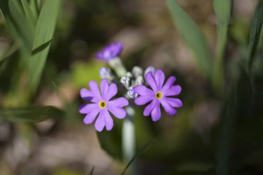 Çayırda kırmızı karanfil (Silene dioica)