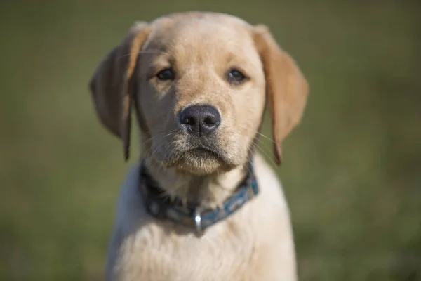 若いゴールデンレトリバー子犬 — ストック写真