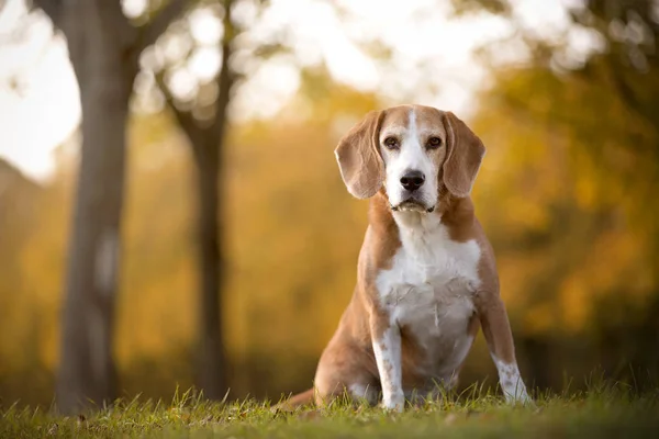 Retrato de un perro beagle —  Fotos de Stock