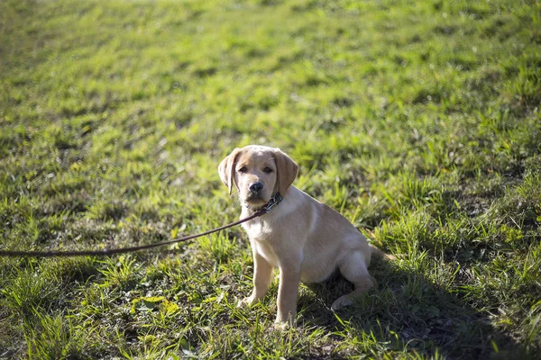 Giovane cucciolo golden retriever — Foto Stock