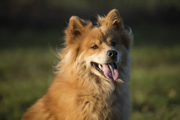 Евразийская собака — стоковое фото