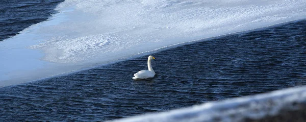 Cigno in un lago ghiacciato — Foto Stock