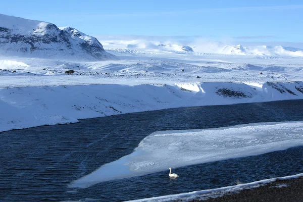 Labuť na zamrzlém jezeře — Stock fotografie