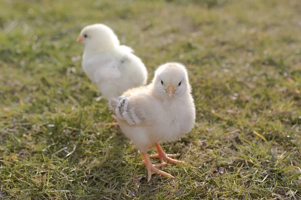 Two newborn chicken on a meadow — Stock Photo, Image