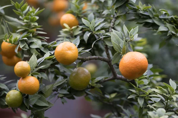 Orange Tree in close — Stock Photo, Image