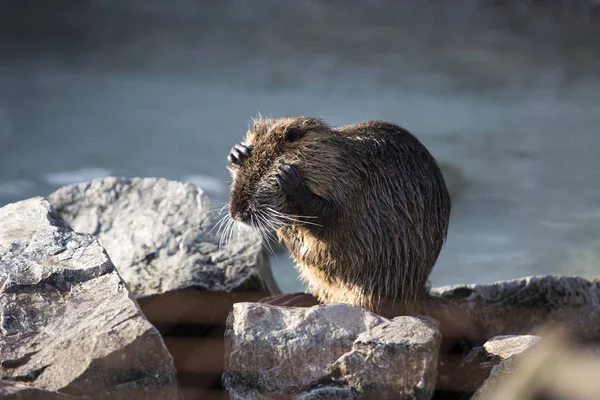 Retrato de una nutria —  Fotos de Stock