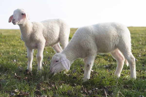 Dos corderos jóvenes en un prado — Foto de Stock