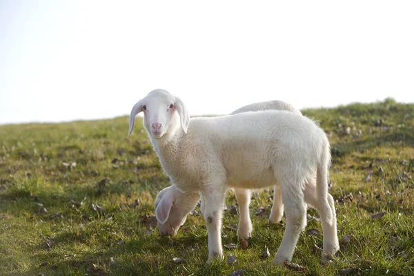 Två unga lamm på en äng — Stockfoto