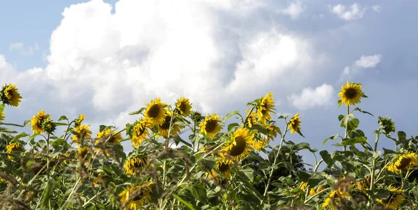 Sunflower field in autumn — Stock Photo, Image