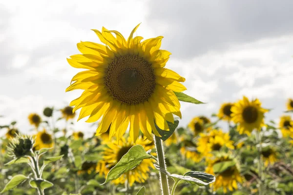 Campo di girasole in autunno — Foto Stock