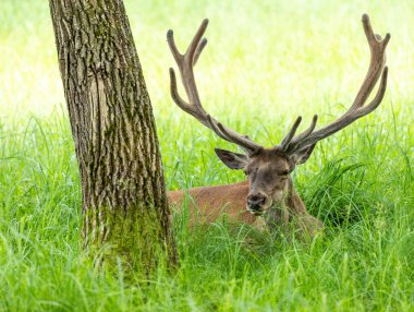 Çimlerin üzerinde dinlen.