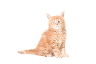 Maine coon Studio fotoğraf bir yavru kedi, küçük yavru kedi