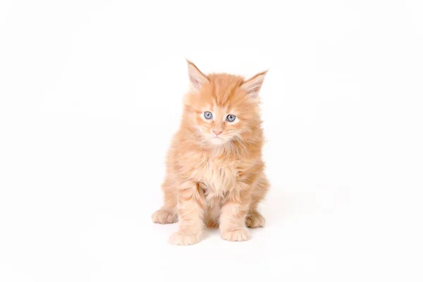 Kis Kitten Maine Coon Stúdió Fotó Cica — Stock Fotó