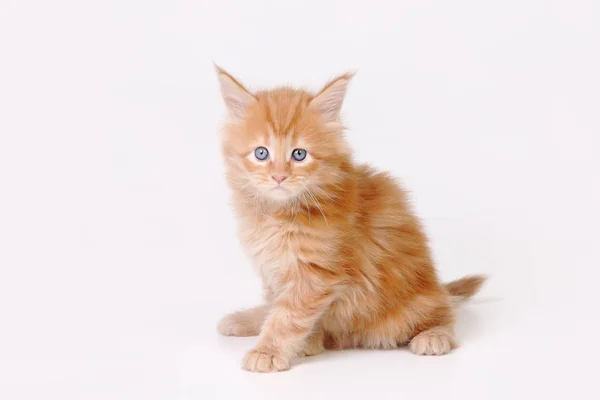 Maine Coon Studio Fotoğraf Bir Yavru Kedi Küçük Yavru Kedi — Stok fotoğraf