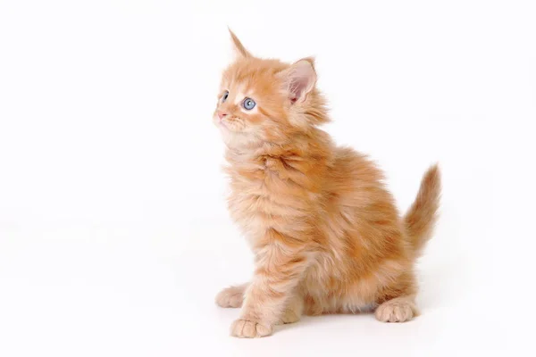 Maine Coon Studio Fotoğraf Bir Yavru Kedi Küçük Yavru Kedi — Stok fotoğraf