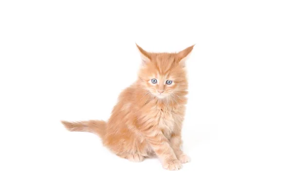 Maine Coon Studio Fotoğraf Bir Yavru Kedi Küçük Yavru Kedi — Stok fotoğraf