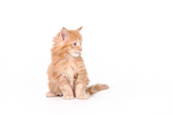 Maine Coon Studio Fotoğraf Bir Yavru Kedi Küçük Yavru Kedi — Stok fotoğraf