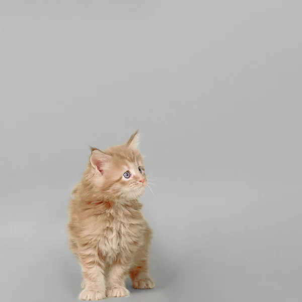 Little Cute Kitten Posing Light Background — Stock Photo, Image