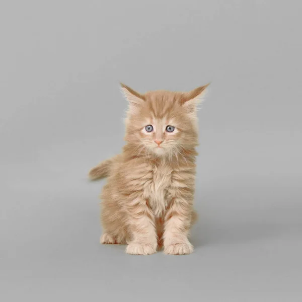 Little Cute Kitten Posing Light Background — Stock Photo, Image