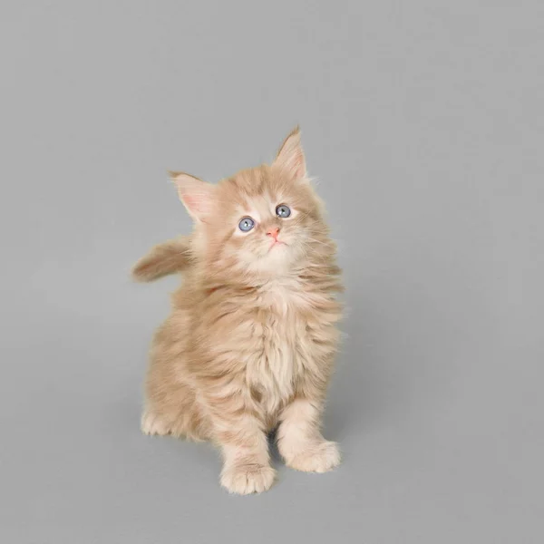 Kleine Schattige Kitten Poseren Een Lichte Achtergrond — Stockfoto