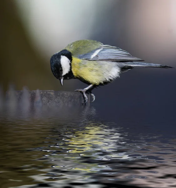 Little beautiful spring bird — Stock Photo, Image