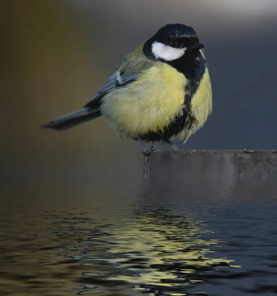 小さな美しい春の鳥 — ストック写真