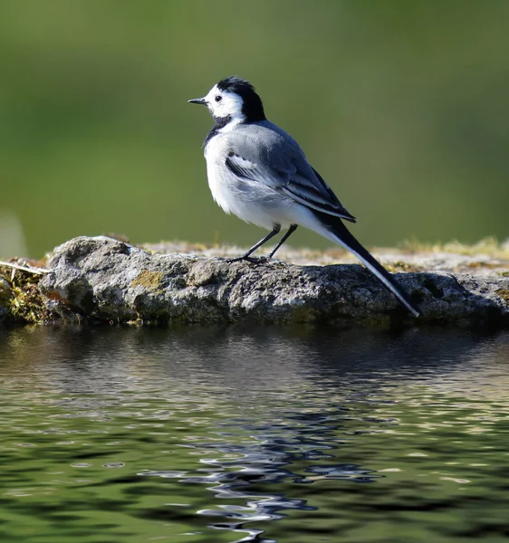 小さな美しい春の鳥 — ストック写真