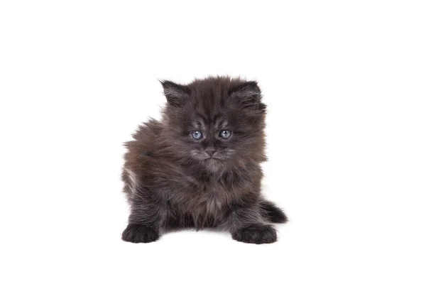 Kleine schattige zwarte Maine Coon kitten — Stockfoto