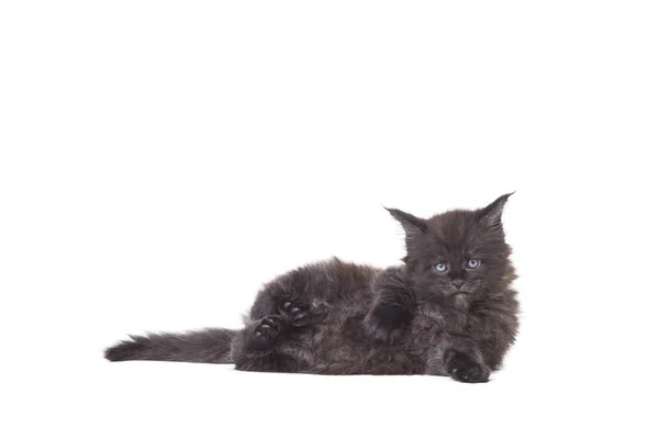 Pequeño lindo negro maine coon gatito —  Fotos de Stock