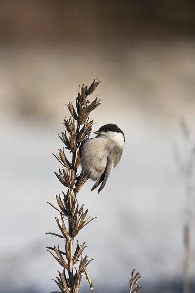 White tit in the winter — Stock Photo, Image
