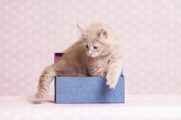 Maine Coon gatito 2 meses de edad — Foto de Stock