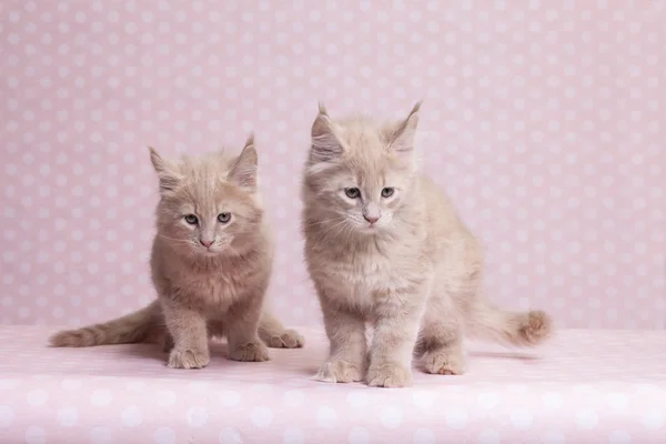 Maine Coon kitten 2 months old — Stock Photo, Image