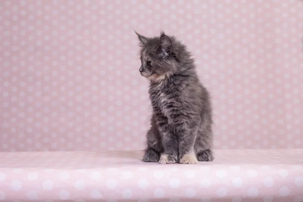 Maine Coon kitten 2 months old — Stock Photo, Image