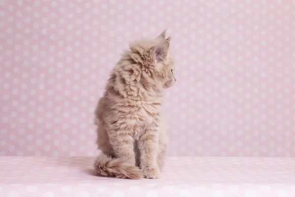 Maine Coon kitten 2 months old — Stock Photo, Image