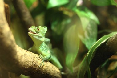 Küçük yeşil iguana bir dala oturur.