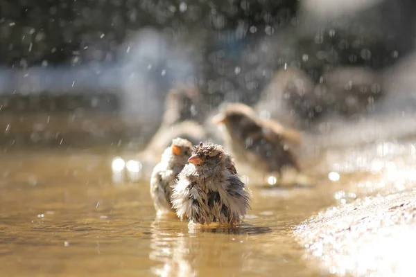 Bains de moineau dans une flaque — Photo