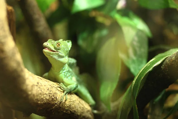 Küçük yeşil iguana bir dala oturur. — Stok fotoğraf