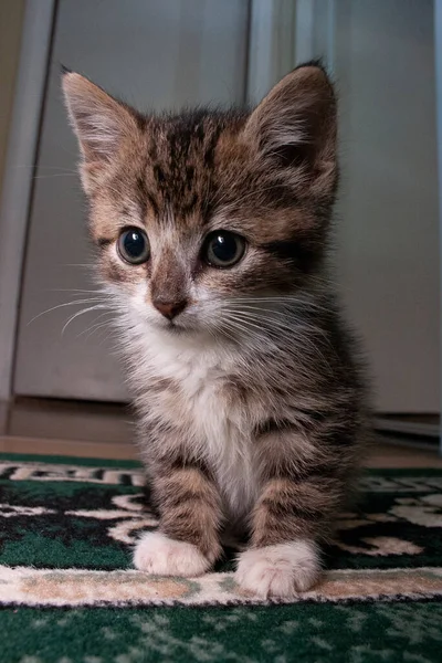 Cute Kitten Home — Stock Photo, Image