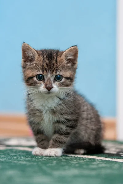 Cute Kitten Home — Stock Photo, Image