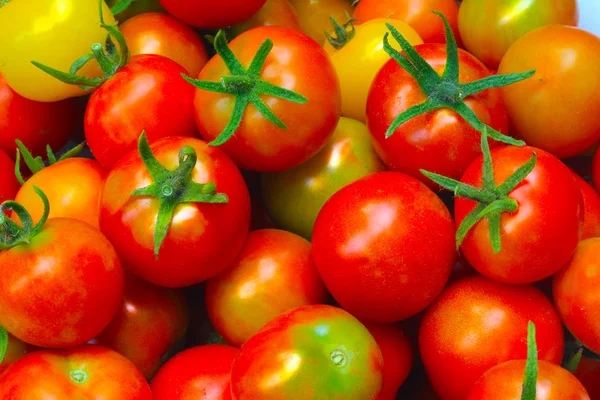 Muitos tomates vermelhos frescos — Fotografia de Stock