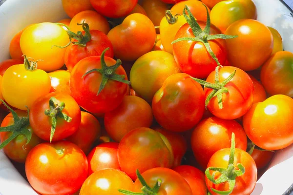 新鮮な熟した赤いトマト — ストック写真